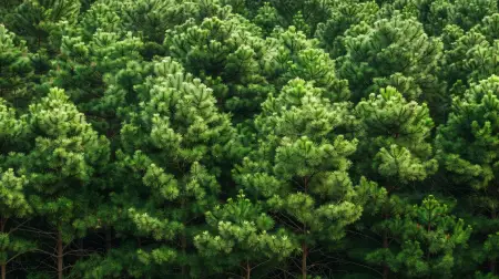 Pušys – gyvybės medžiai, turintys įtakos žmogui ir gamtai